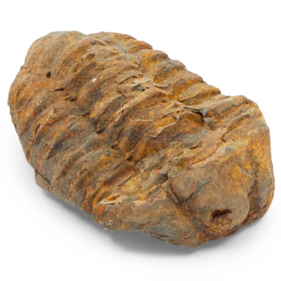 Okuna Outpost Dinosaur Bone Replica Dig Site Kit With Educational Cards For Kids, 15 Species 6 Okuna Outpost Dinosaur Bone Replica Dig Site Kit With Educational Cards For Kids, 15 Species - Image 4