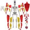 Science To The Max Interactive Human Body Kit 2 Science To The Max Interactive Human Body Kit -Toy Store GUEST 07c64c81 ac85 4107 b7e6 0737780a8272