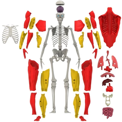 Science To The Max Interactive Human Body Kit 3 Science To The Max Interactive Human Body Kit