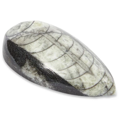 Okuna Outpost Dinosaur Bone Replica Dig Site Kit With Educational Cards For Kids, 15 Species 7 Okuna Outpost Dinosaur Bone Replica Dig Site Kit With Educational Cards For Kids, 15 Species - Image 5