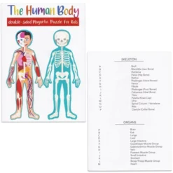 Blue Panda 17-Pcs Large Magnetic Human Body Puzzle For Kids, Double-Sided Anatomy And Organs, Skeleton, Body Parts Model (3 Ft) 14 Blue Panda 17-Pcs Large Magnetic Human Body Puzzle For Kids, Double-Sided Anatomy And Organs, Skeleton, Body Parts Model (3 Ft) -Toy Store GUEST 27f41315 b114 4304 973e 792e4eaebd64
