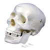 Supertek Plastic Human Skull Model -Toy Store GUEST 3f970fc0 aea7 4d6e 9847 36ba07cf74ed
