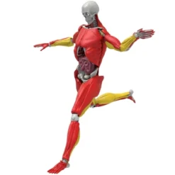 Science To The Max Interactive Human Body Kit 13 Science To The Max Interactive Human Body Kit -Toy Store GUEST 3fb59039 113c 4ca3 94d8 bb59d9fff6ae