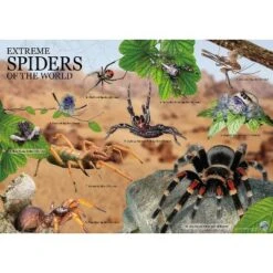 WILD! Environmental Science Extreme Spiders Of The World 12 WILD! Environmental Science Extreme Spiders Of The World -Toy Store GUEST 4d6db99f 0072 4d82 a343 f3ca25992099