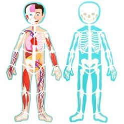 Blue Panda 17-Pcs Large Magnetic Human Body Puzzle For Kids, Double-Sided Anatomy And Organs, Skeleton, Body Parts Model (3 Ft) 12 Blue Panda 17-Pcs Large Magnetic Human Body Puzzle For Kids, Double-Sided Anatomy And Organs, Skeleton, Body Parts Model (3 Ft) -Toy Store GUEST 520cd9ee 286a 4cd3 b51f e362bf3b7519