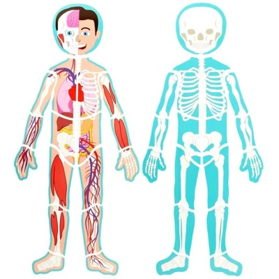 Blue Panda 17-Pcs Large Magnetic Human Body Puzzle For Kids, Double-Sided Anatomy And Organs, Skeleton, Body Parts Model (3 Ft) 6 Blue Panda 17-Pcs Large Magnetic Human Body Puzzle For Kids, Double-Sided Anatomy And Organs, Skeleton, Body Parts Model (3 Ft) - Image 4