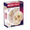4D Human Skull Anatomy Model -Toy Store GUEST 537fe3be 6d5f 4d31 b27f 25a33cdd9b76
