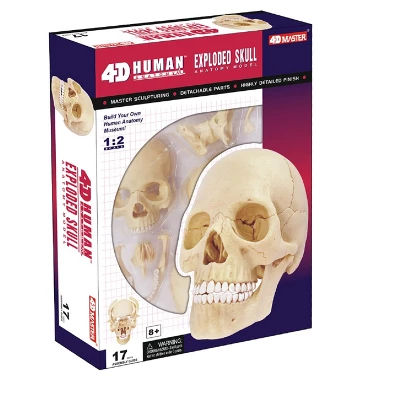 4D Human Skull Anatomy Model 3 4D Human Skull Anatomy Model