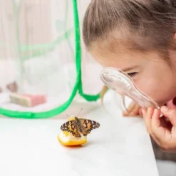 Educational Insights Geosafari Jr. Butterfly Bungalow -Toy Store GUEST 5b99fa32 7894 4ad9 896f 36f2a3fb5e1e