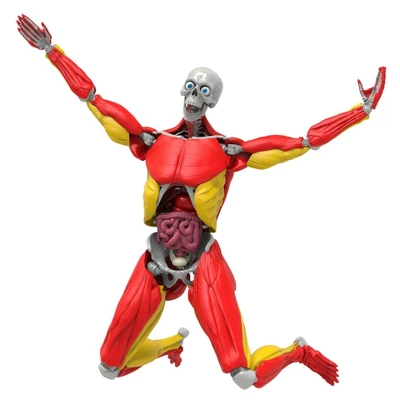 Science To The Max Interactive Human Body Kit 9 Science To The Max Interactive Human Body Kit - Image 7