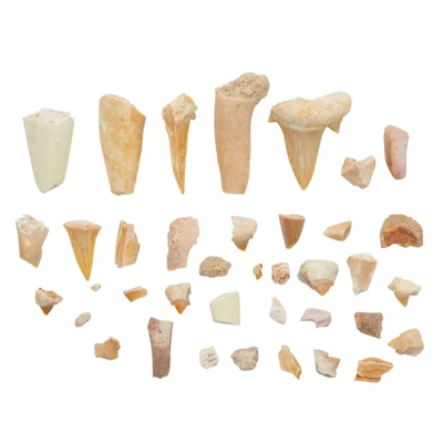 Okuna Outpost Dinosaur Bone Replica Dig Site Kit With Educational Cards For Kids, 15 Species 4 Okuna Outpost Dinosaur Bone Replica Dig Site Kit With Educational Cards For Kids, 15 Species - Image 2