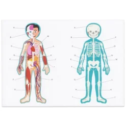 Blue Panda 17-Pcs Large Magnetic Human Body Puzzle For Kids, Double-Sided Anatomy And Organs, Skeleton, Body Parts Model (3 Ft) 13 Blue Panda 17-Pcs Large Magnetic Human Body Puzzle For Kids, Double-Sided Anatomy And Organs, Skeleton, Body Parts Model (3 Ft) -Toy Store GUEST 7bbdca2e 76c0 4936 b2a9 253b9a70d1fb