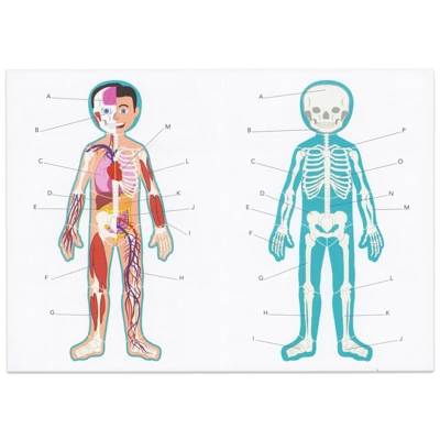 Blue Panda 17-Pcs Large Magnetic Human Body Puzzle For Kids, Double-Sided Anatomy And Organs, Skeleton, Body Parts Model (3 Ft) 7 Blue Panda 17-Pcs Large Magnetic Human Body Puzzle For Kids, Double-Sided Anatomy And Organs, Skeleton, Body Parts Model (3 Ft) - Image 5