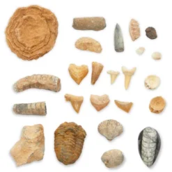 Okuna Outpost Dinosaur Bone Replica Dig Site Kit With Educational Cards For Kids, 15 Species 10 Okuna Outpost Dinosaur Bone Replica Dig Site Kit With Educational Cards For Kids, 15 Species -Toy Store GUEST 84183d64 e8f4 40ba 9d70 0ddc9e90b1fd