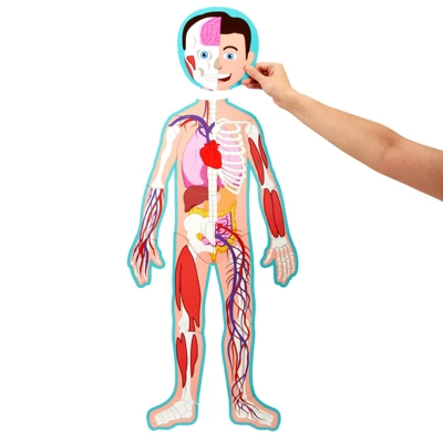 Blue Panda 17-Pcs Large Magnetic Human Body Puzzle For Kids, Double-Sided Anatomy And Organs, Skeleton, Body Parts Model (3 Ft) 4 Blue Panda 17-Pcs Large Magnetic Human Body Puzzle For Kids, Double-Sided Anatomy And Organs, Skeleton, Body Parts Model (3 Ft) - Image 2
