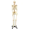 Supertek Life Size Human Skeleton Model With Key, Rod Mount -Toy Store GUEST a5db017b 905d 4e27 8302 a0bd76ff78fd