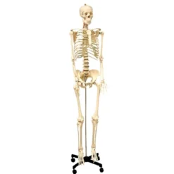 Supertek Life Size Human Skeleton Model With Key, Rod Mount