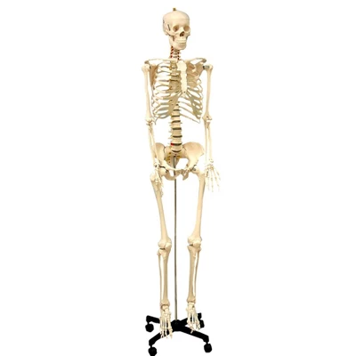 Supertek Life Size Human Skeleton Model With Key, Rod Mount 3 Supertek Life Size Human Skeleton Model With Key, Rod Mount