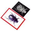 Roylco Insect X-Ray And Picture Cards - 36 Pieces