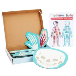 Blue Panda 17-Pcs Large Magnetic Human Body Puzzle For Kids, Double-Sided Anatomy And Organs, Skeleton, Body Parts Model (3 Ft) 15 Blue Panda 17-Pcs Large Magnetic Human Body Puzzle For Kids, Double-Sided Anatomy And Organs, Skeleton, Body Parts Model (3 Ft) -Toy Store GUEST bdd16601 8a06 40da 8f44 1629a1317938