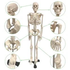 Supertek Human Skeleton Model With Key, 34" -Toy Store GUEST de269b40 f988 419c b7b2 07396c78a08d