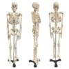 Supertek Human Skeleton Model With Key, 34" -Toy Store GUEST decdfeef 54eb 4fc1 bddd d07e307e3418