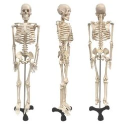 Supertek Human Skeleton Model With Key, 34"
