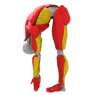 Science To The Max Interactive Human Body Kit 6 Science To The Max Interactive Human Body Kit - Image 4