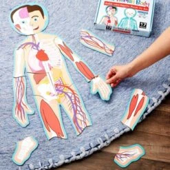 Blue Panda 17-Pcs Large Magnetic Human Body Puzzle For Kids, Double-Sided Anatomy And Organs, Skeleton, Body Parts Model (3 Ft)