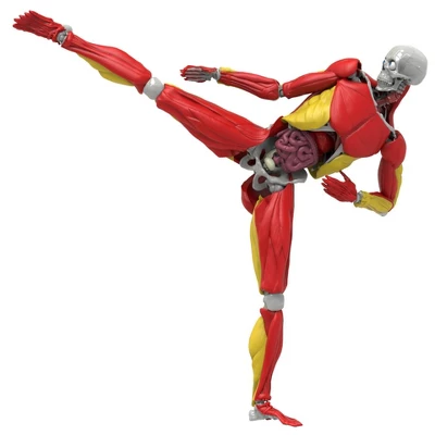 Science To The Max Interactive Human Body Kit 8 Science To The Max Interactive Human Body Kit - Image 6